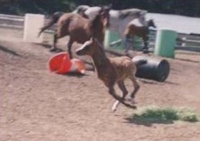 � Moon River Arabians