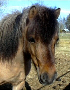 � Stuteri Midg�rd - midgard@brevet.nu