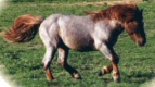 � Stuteri Midg�rd