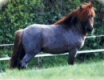 � Stuteri Midg�rd