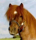 � Stuteri Midg�rd