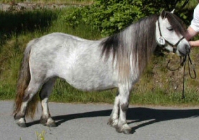 � Stuteri Moseager