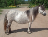 � Stuteri Moseager