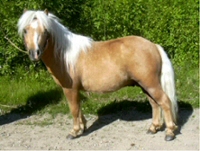 � Stuteri Midg�rd