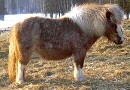 � Stuteri Moseager