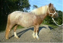 � Stuteri Moseager