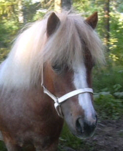 � Stuteri Moseager