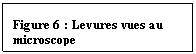 Zone de Texte: Figure 6 : Levures vues au microscope