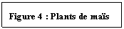 Zone de Texte: Figure 4 : Plants de ma�s