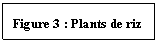 Zone de Texte: Figure 3 : Plants de riz