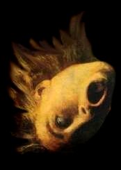 rolling head