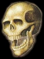 skull