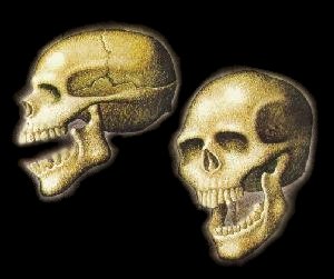 skulls