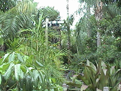 tricertops encounter