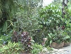 tricertops encounter