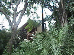 jungle of doom