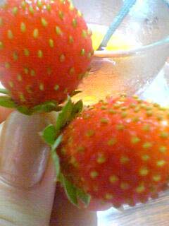 wild straberry