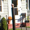 The Yard w/custom made fence