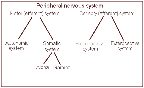 Nervous system classification (simplified)