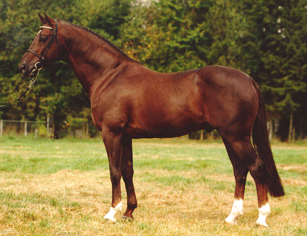 dgbarranch_variant.gif (230226 bytes)