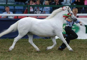 gayfield_welsh_ponies_celle1.bmp (275238 bytes)
