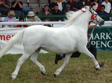 gayfield_welsh_ponies_celle3.bmp (335286 bytes)