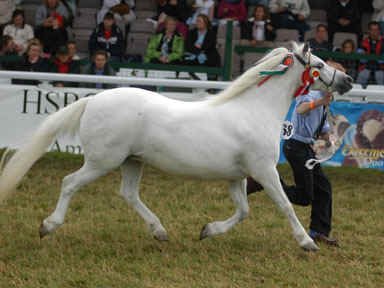 gayfield_welsh_ponies_celle4.bmp (331830 bytes)