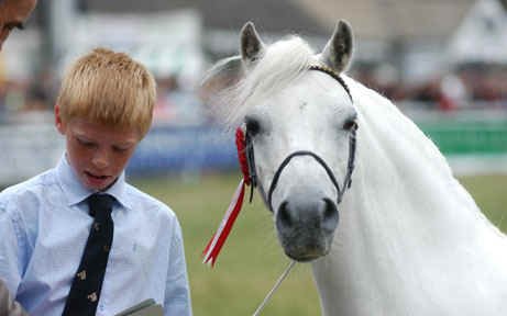 gayfield_welsh_ponies_celle5.bmp (398646 bytes)