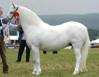 gayfield_welsh_ponies_celle6.bmp (280890 bytes)