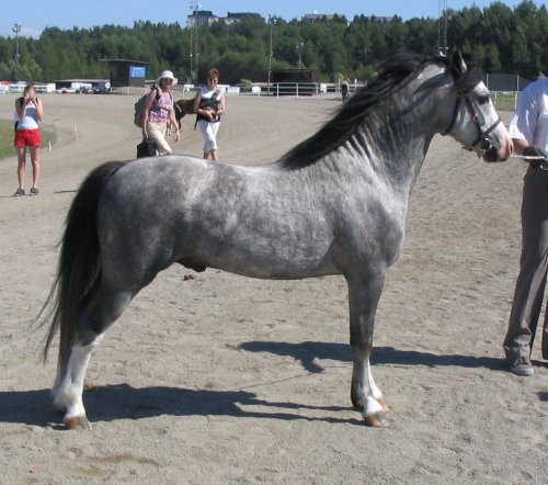 klasu2.jpg (56742 bytes)