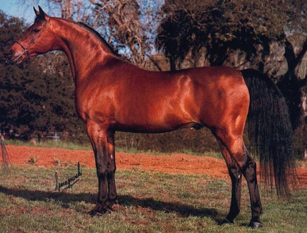 ox_comar_xl_arabians1.jpg (77831 bytes)