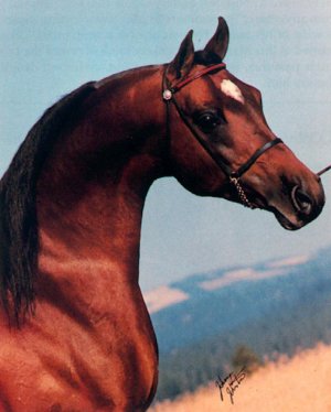 ox_comar_xl_arabians2.jpg (21942 bytes)