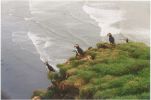 Puffins in profile