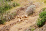 Coyote