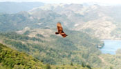 Eagle and landscape
