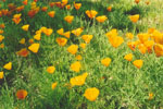 Antelope poppies