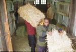 hay-n2.jpg