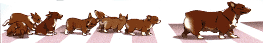 bebop-ein1.gif (10998 bytes)