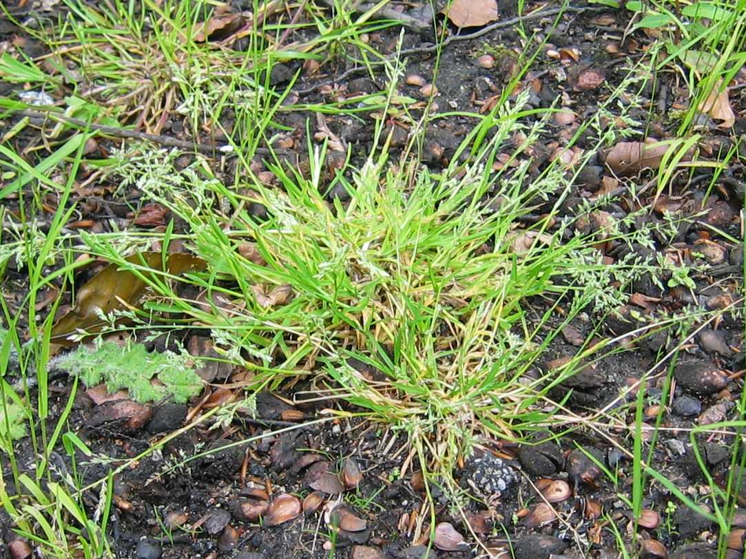Annual Meadow-grass