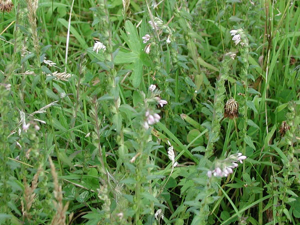 Red Bartsia