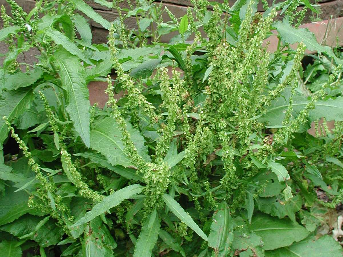 Broad-Leaved Dock