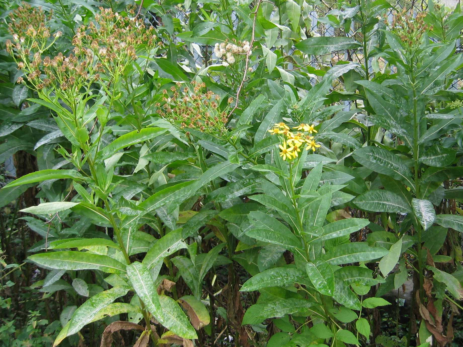 Broad-Leaved Ragwort