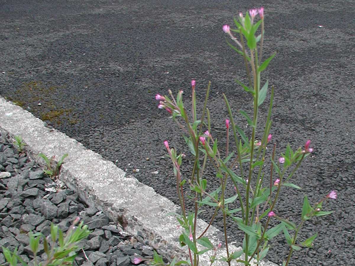 Broad-Leaved Willowherb
