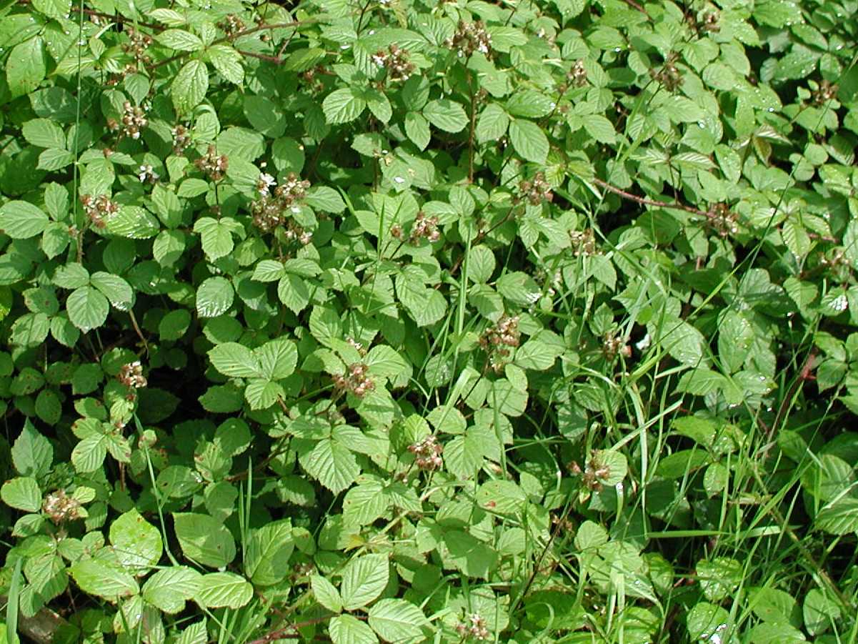 Bramble