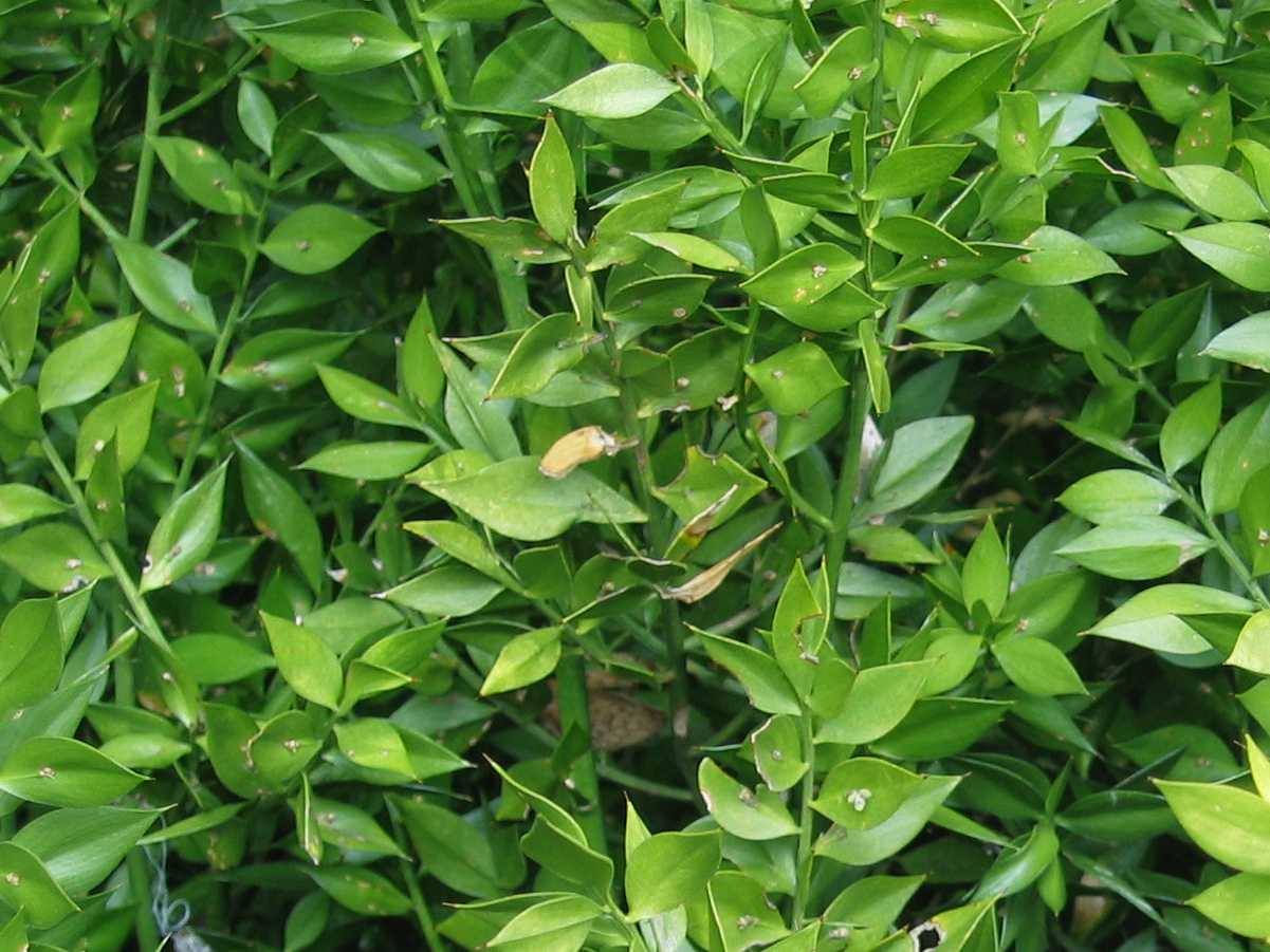 Butcher's Broom
