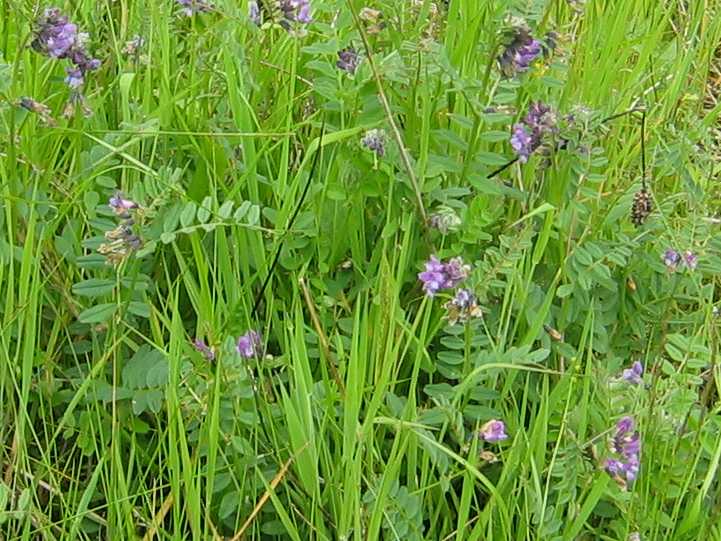 Bush Vetch