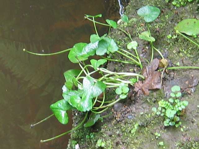 Lesser Celandine (leaves only)