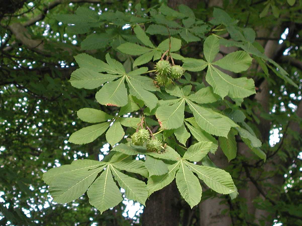 Horse Chestnut