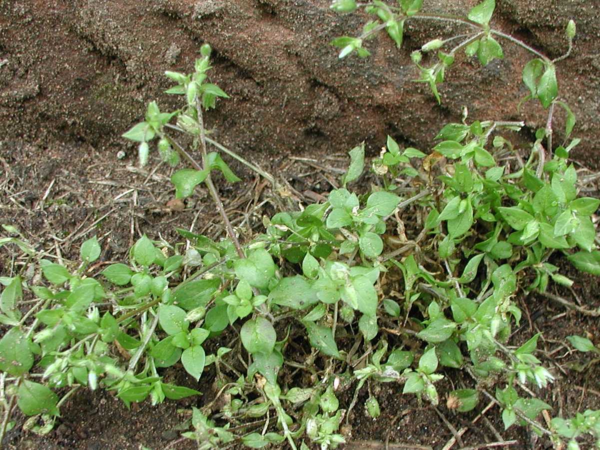 Common Chickweed