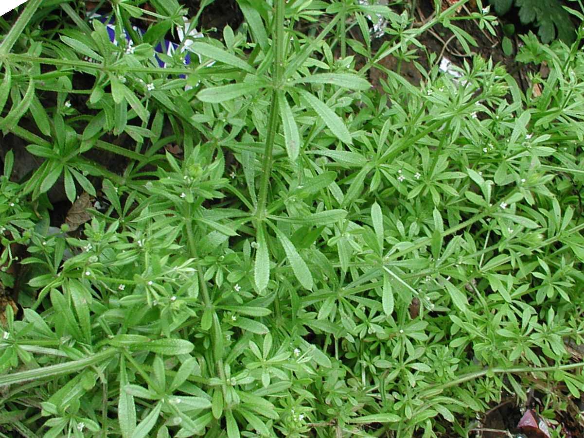 Common Cleavers